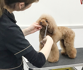 con affetto 写真集05